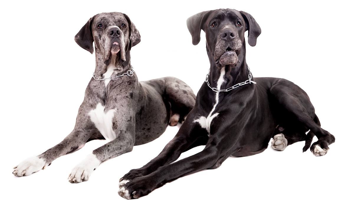 Cash 2.0 great dane