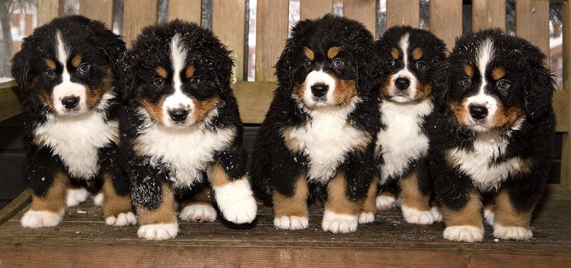 6-hardly-known-facts-about-the-bernese-mountain-dog