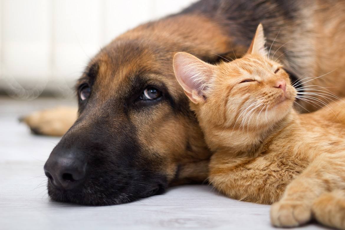 4 Steps To Introducing A Dog To A Cat