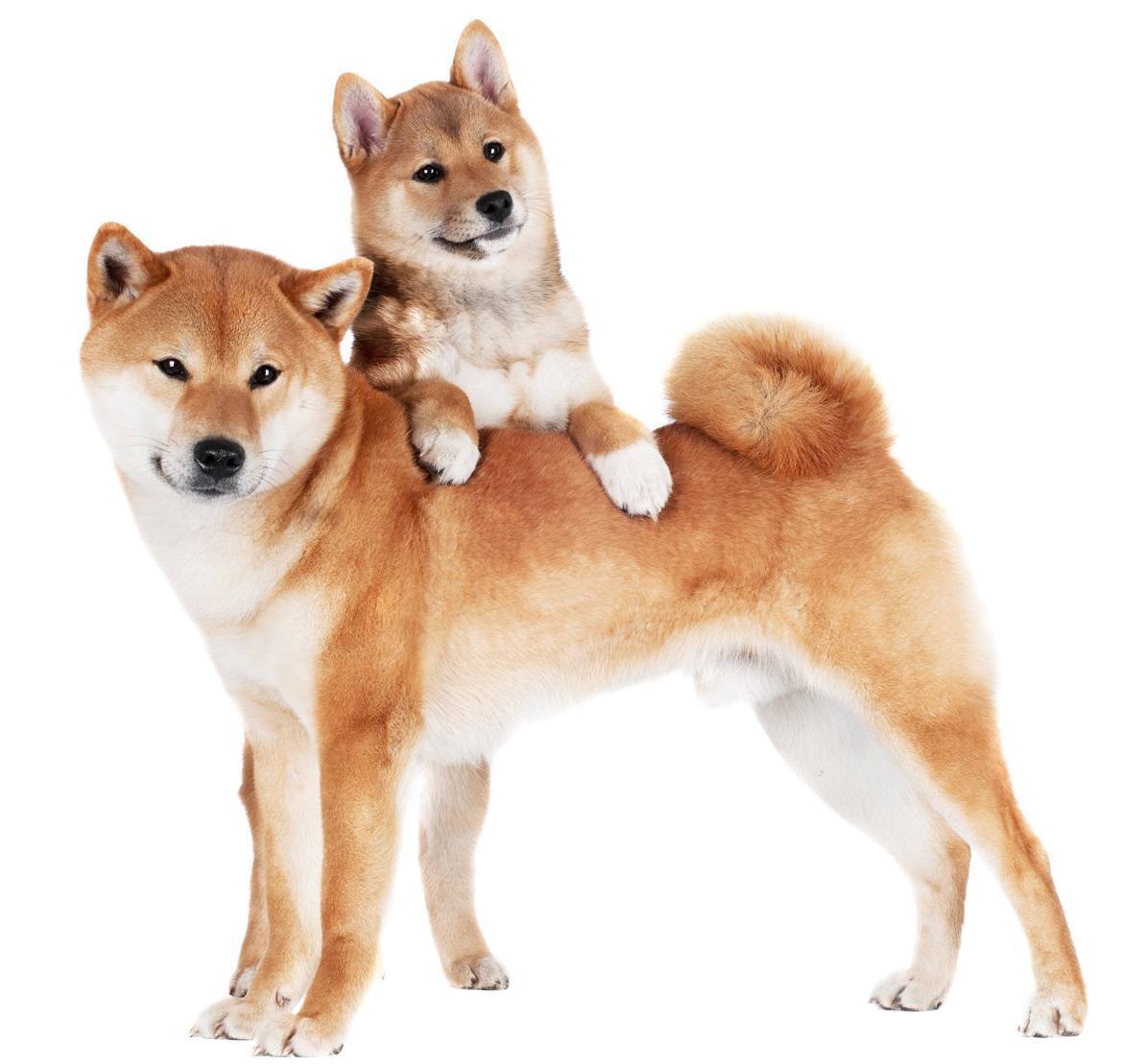 6 Things You Don’t Know About The Shiba Inu | Paws 'N' Pups