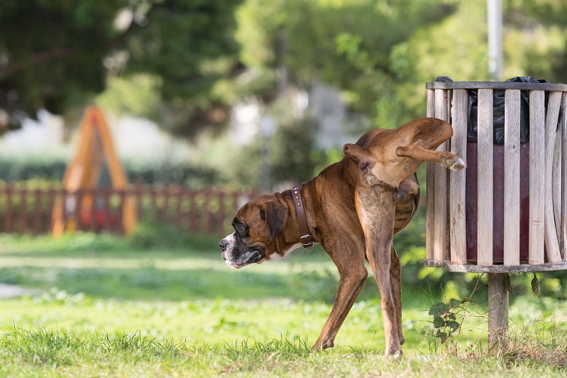 Dog peeing in park