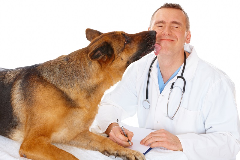 German Shepherd at the veterinarian