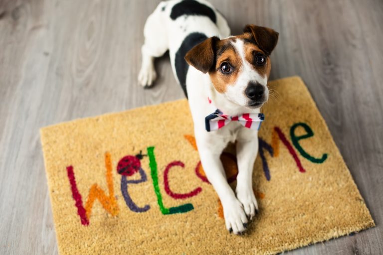 Ultimate Guide: First-Time Dog Ownership