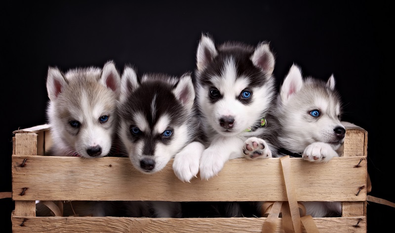 Husky puppies in crate