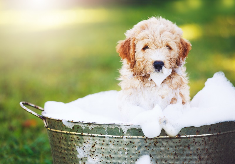 Golden Retriever Puppy taking a bath