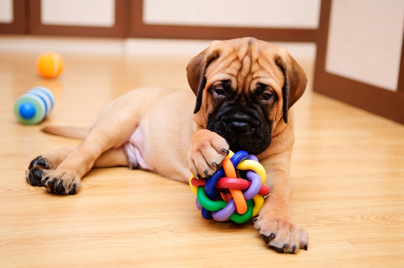 Puppy playing with toys