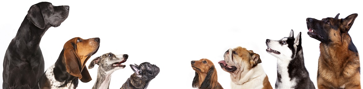 Group of dogs looking up