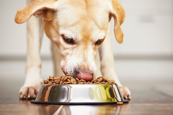 Close up of dog eating kibble