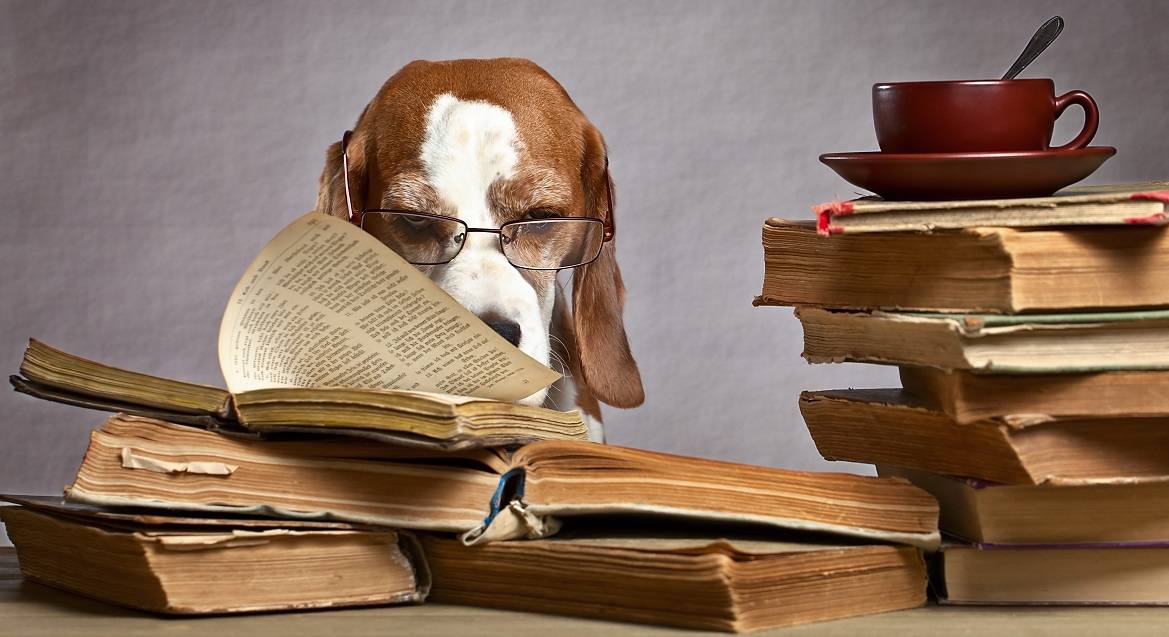 Dog Reading Books