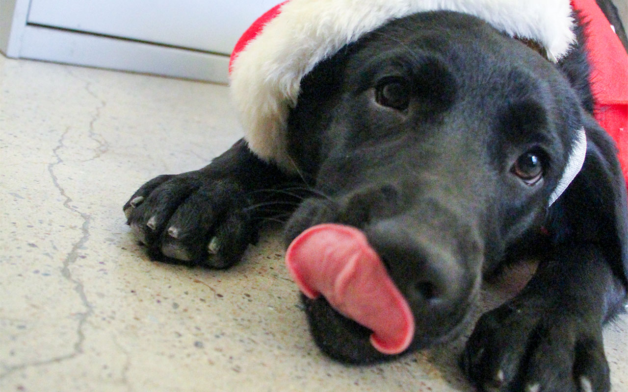 Can Dogs Eat Candy Canes At Christmas Paws N Pups