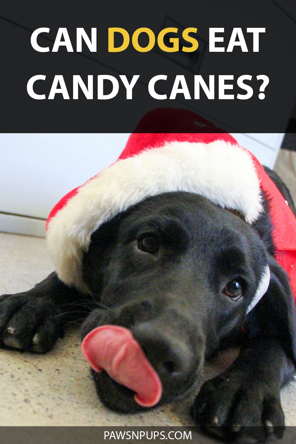 Can Dogs Eat Candy Canes? - Black Lab puppy wearing a Santa hat licking his chops.