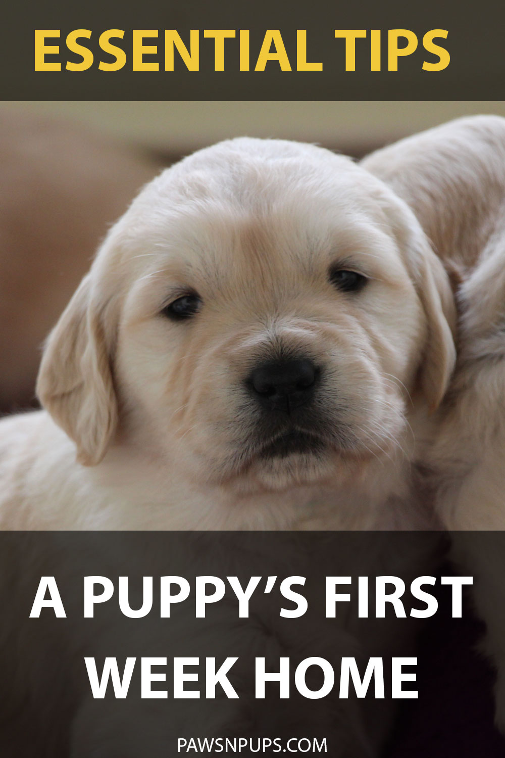Essential Tips: A Puppy's First Week Home - Golden Retriever puppy next to his sibling. Staring back at the camera
