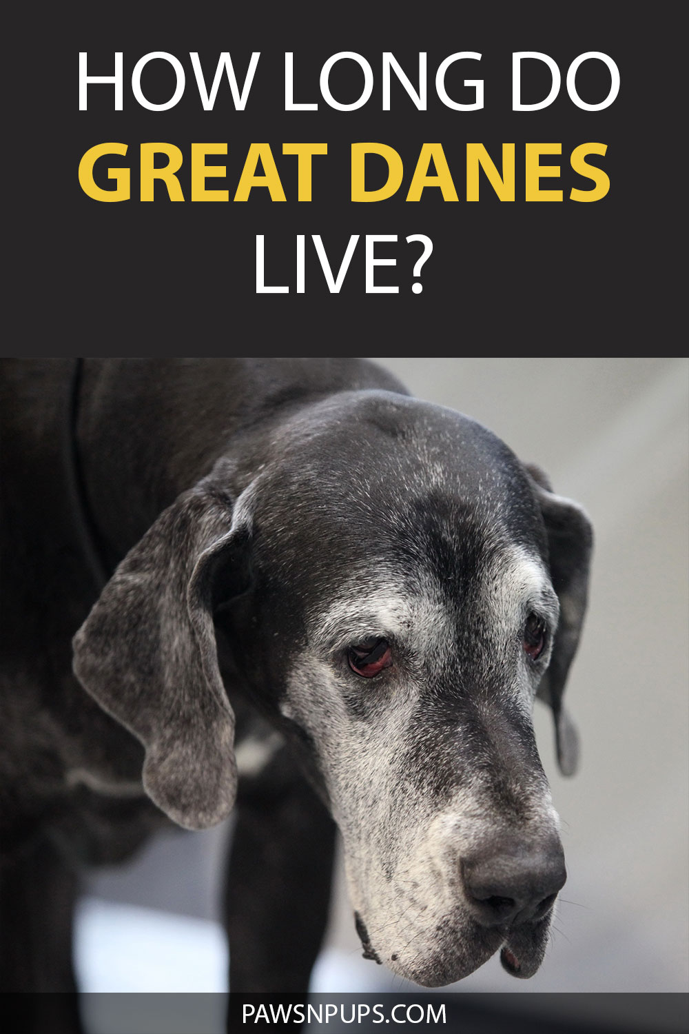 How Long Do Great Danes Live? Old Black Great Dane with lots of white and grey coloring around the face.