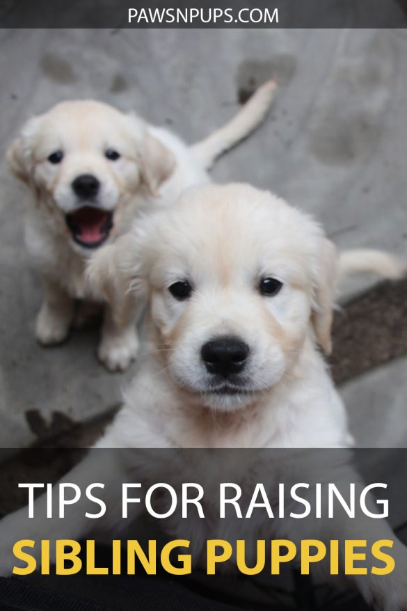 Our Top Tips For Raising Sibling Puppies Successfully Paws N Pups