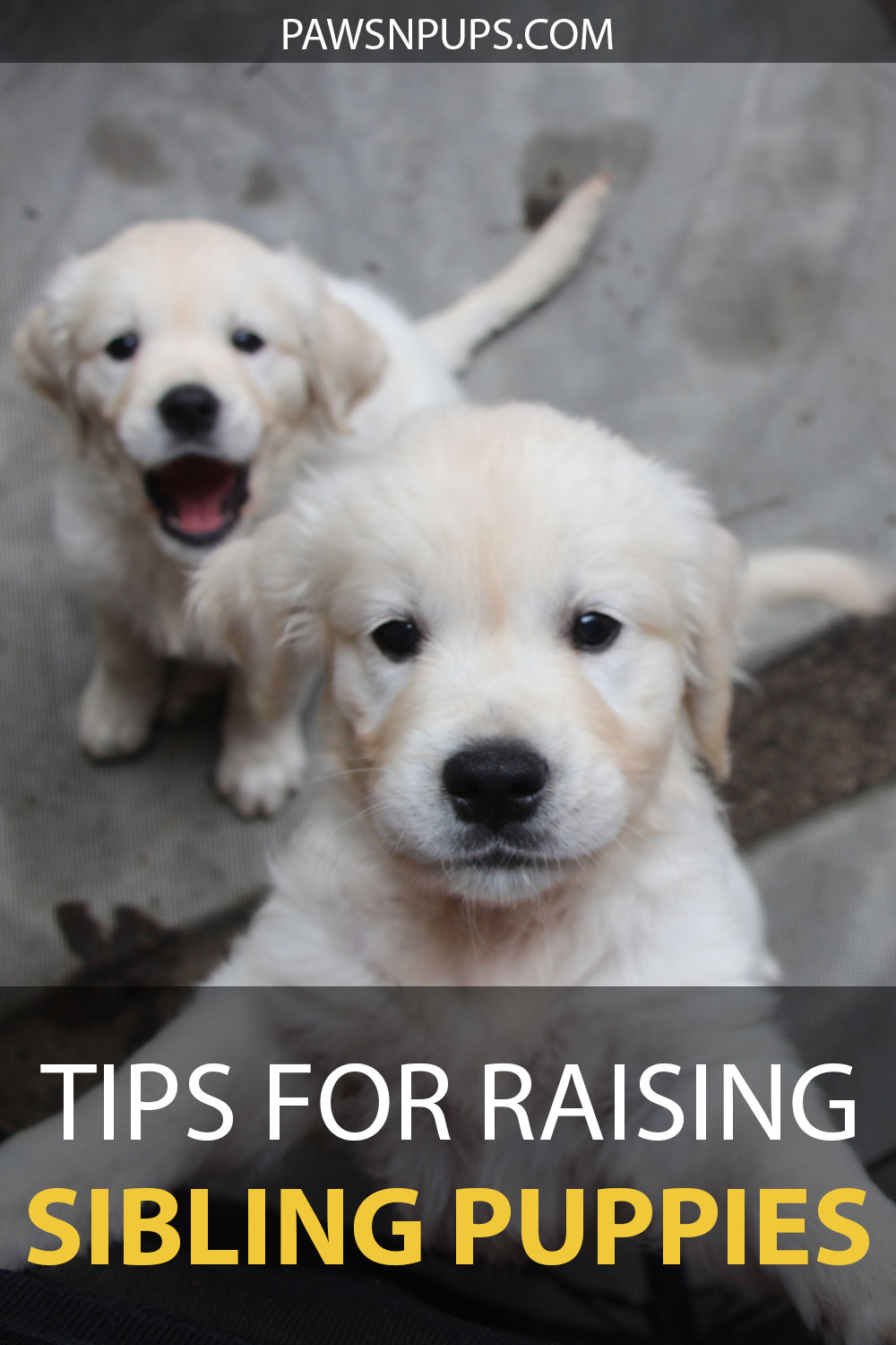 Tips For Raising Sibling Puppies - Golden Retriever puppy jumping up to camera with sibling puppy sitting in the background with mouth wide open.