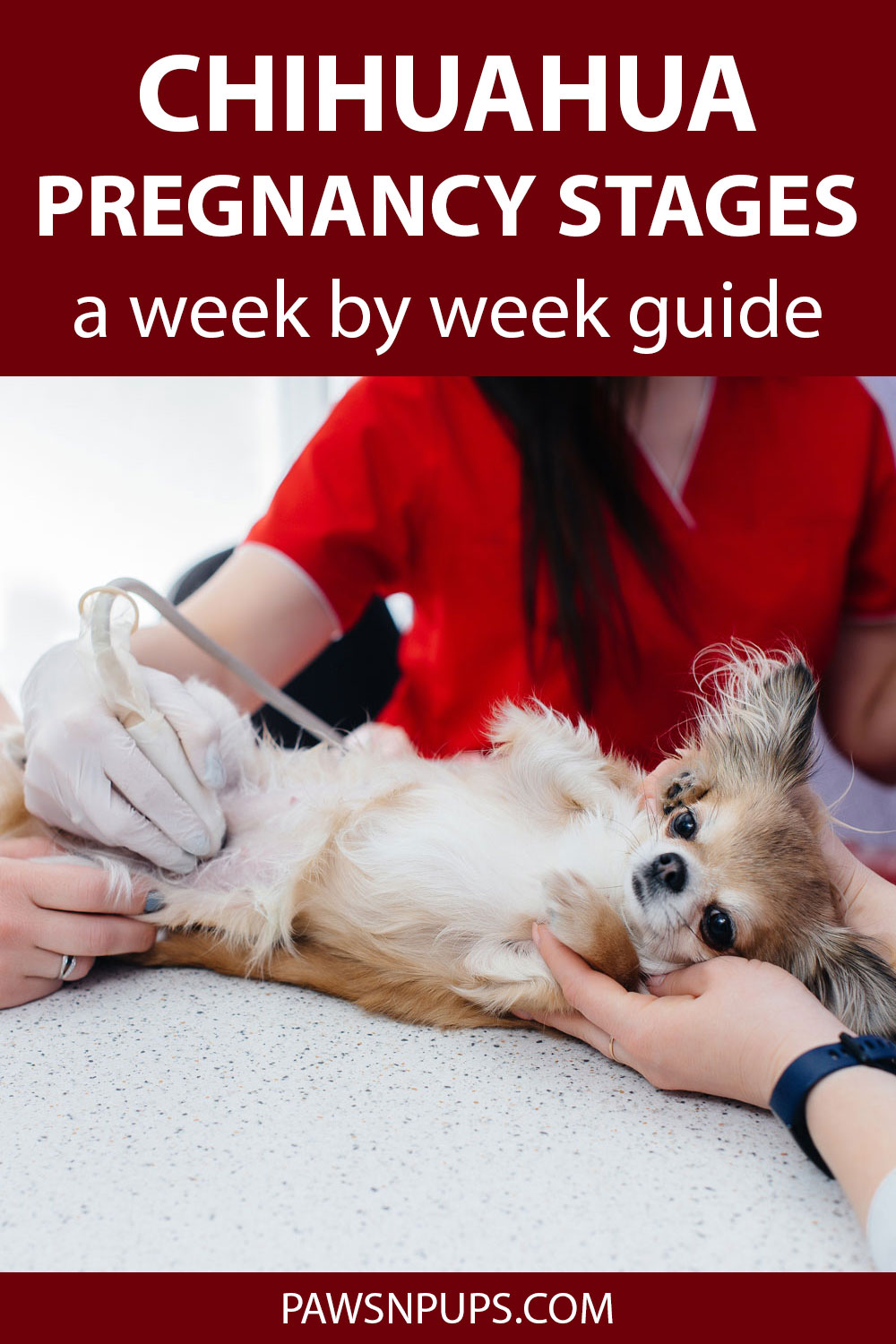 Chihuahua Pregnancy Stages Ultimate WeekByWeek Guide Paws N Pups