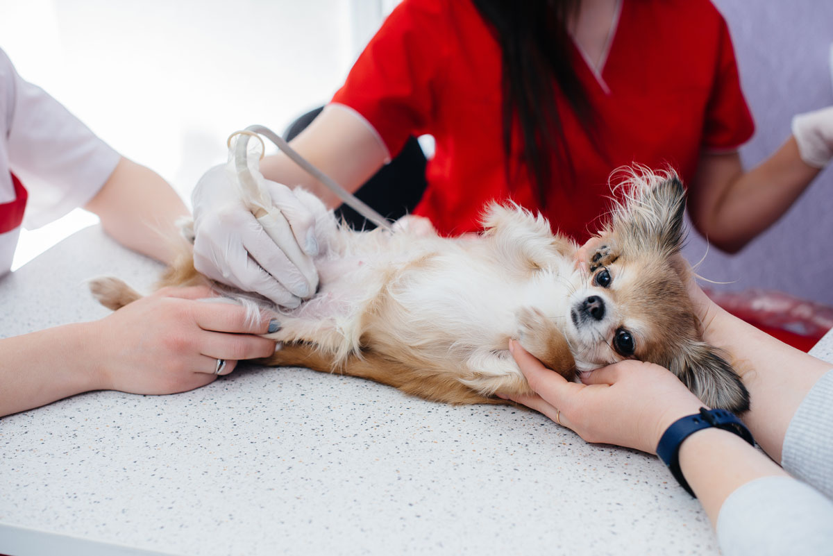 Chihuahua Pregnancy Stages - Pregnant long haired Chihuahua getting an ultrasound from the vet.