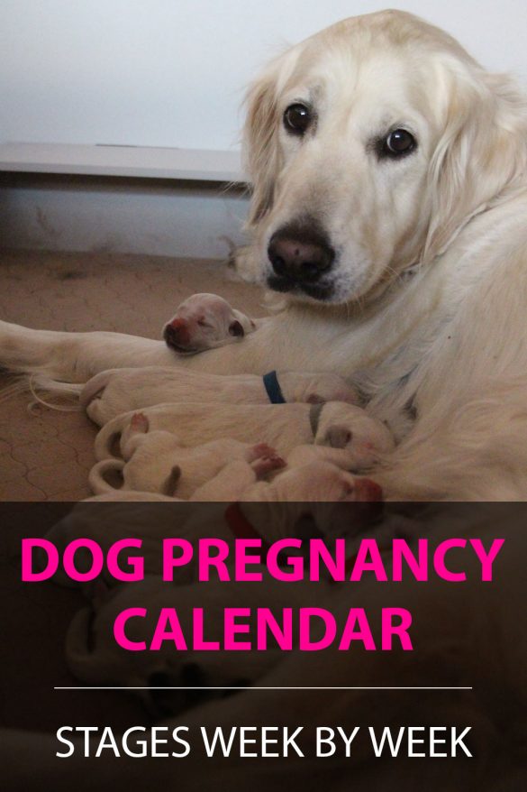 Dog Pregnancy Calendar All Stages Of Dog Pregnancy Paws N Pups