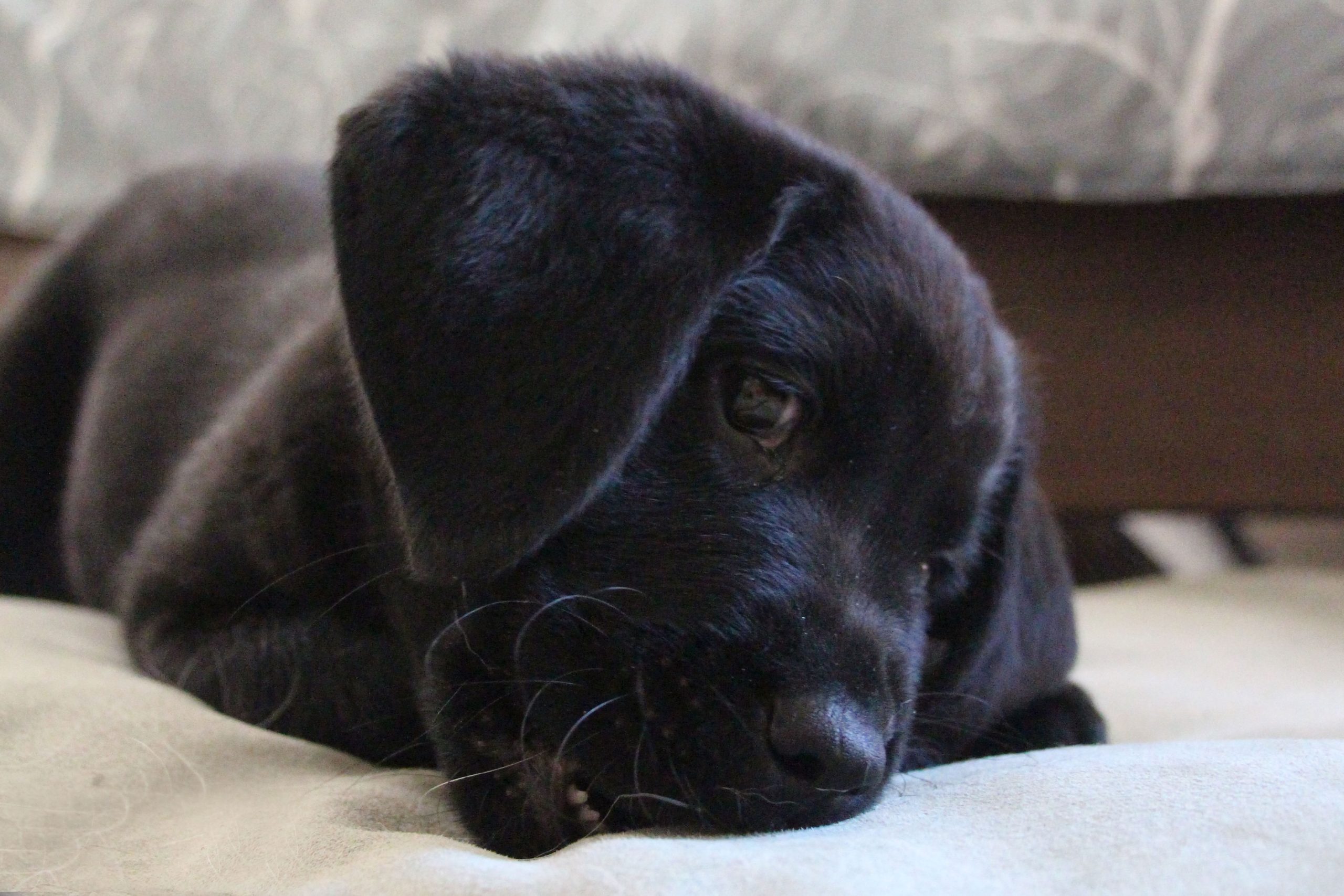 Why Does My Dog Suck On Blankets? - black lab puppy sucking on blanket.