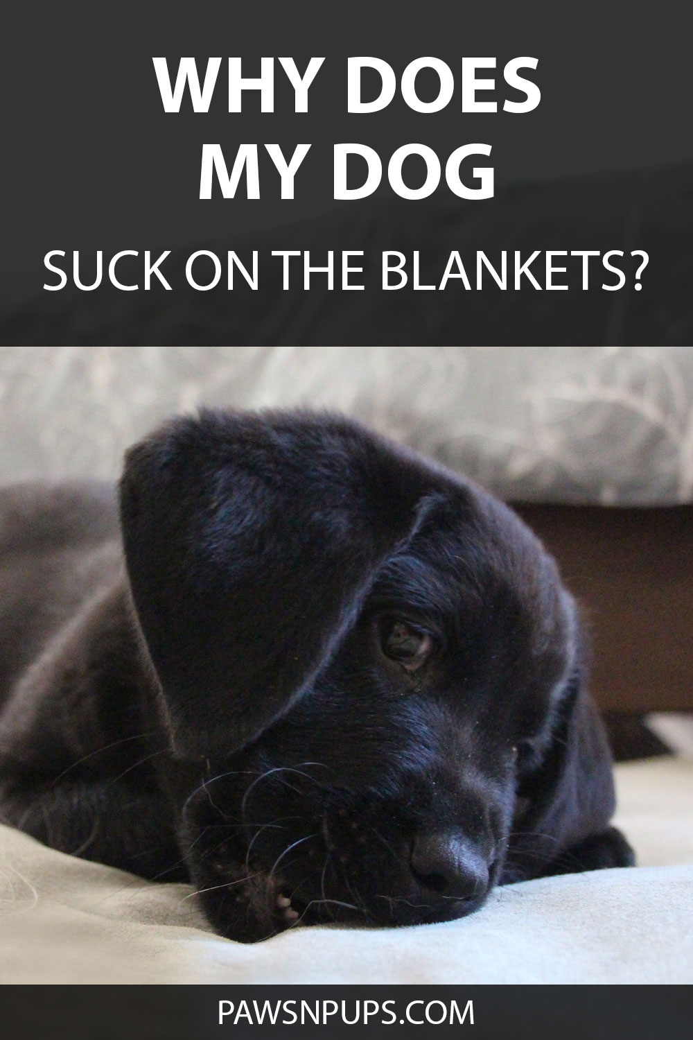 Why Does My Dog Suck On His Blankets? - Black Labrador puppy sucking on his blanket.