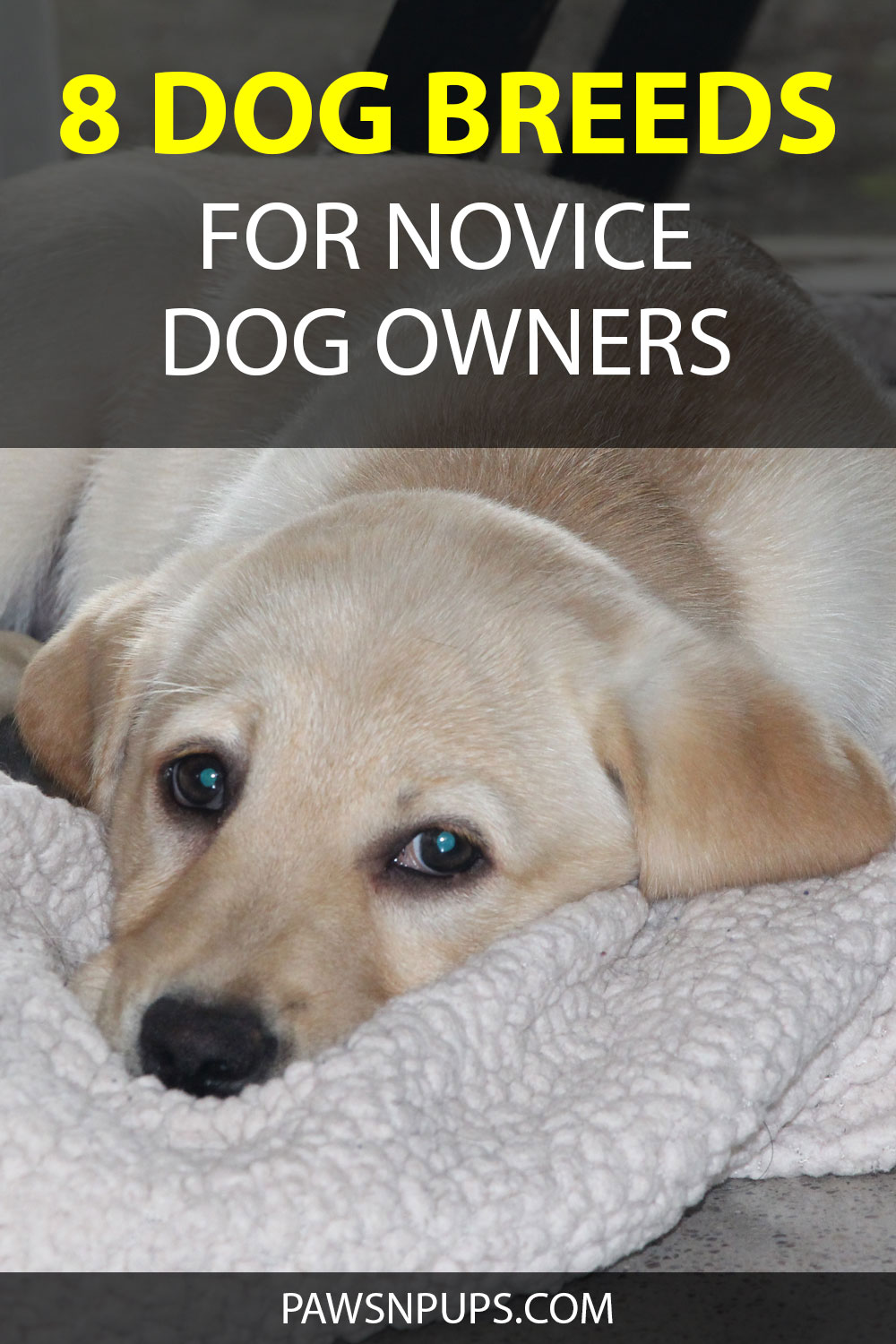 8 Dog Breeds For Novice Dog Owners - Yellow Lab puppy has face in fleece blanket