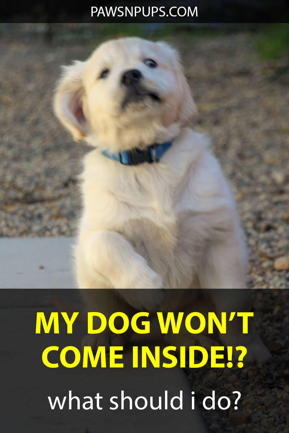 My Dog Won't Come Inside!? What Should I Do? - Golden Retriever puppy looks like he's backing away from something.