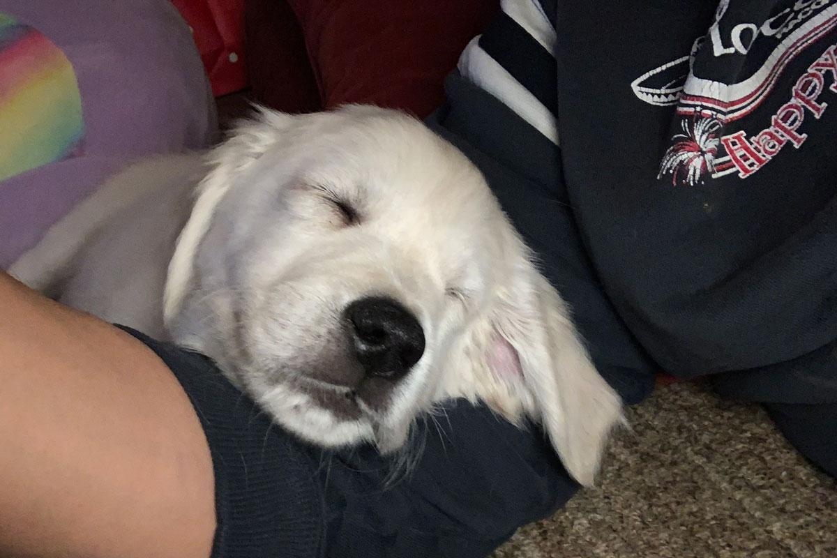 Golden Retriever puppy lying on my arm - definitely a velcro dog :)