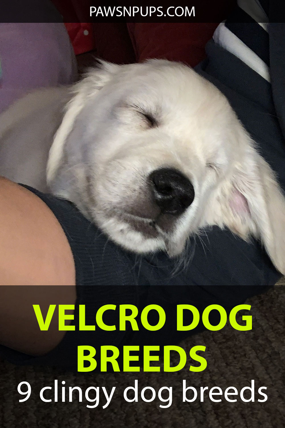 Velcro Dog Breeds - 9 Clingy Dog Breeds - white golden retriever puppy lying on my arm. Definitely a clingy breed.
