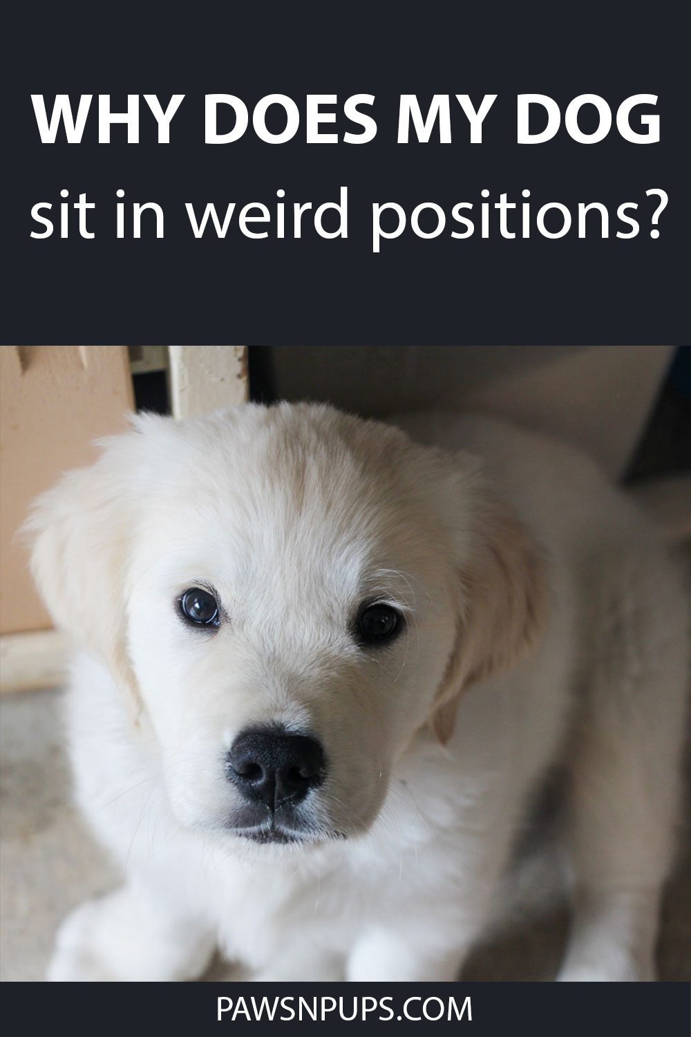 Why Does My Dog Sit In Weird Positions? - Golden Retriever puppy sitting and staring back at the camera.