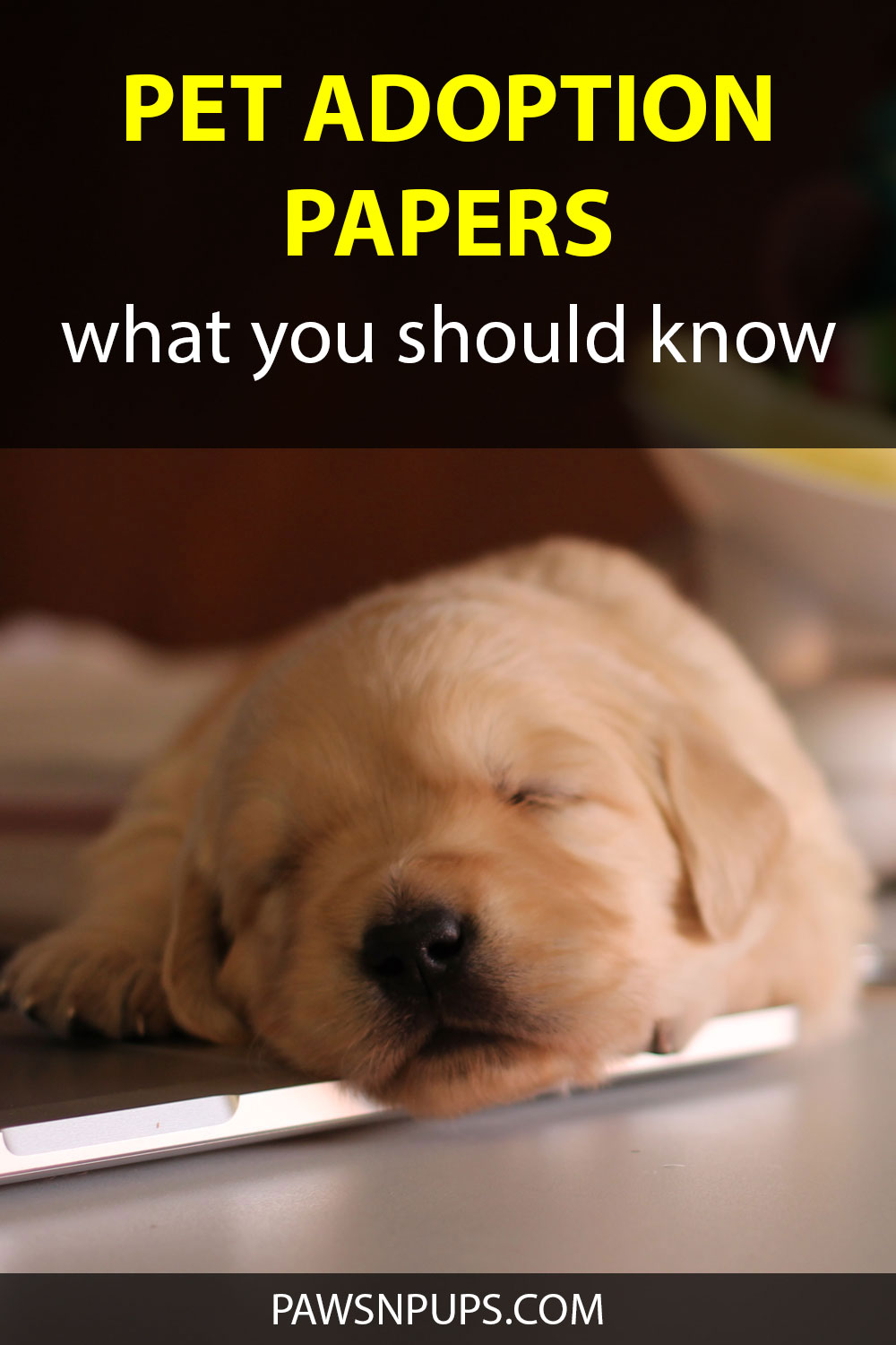Pet Adoption Papers - What You Should Know - Golden Retriever puppy lying on laptop computer on a desk.
