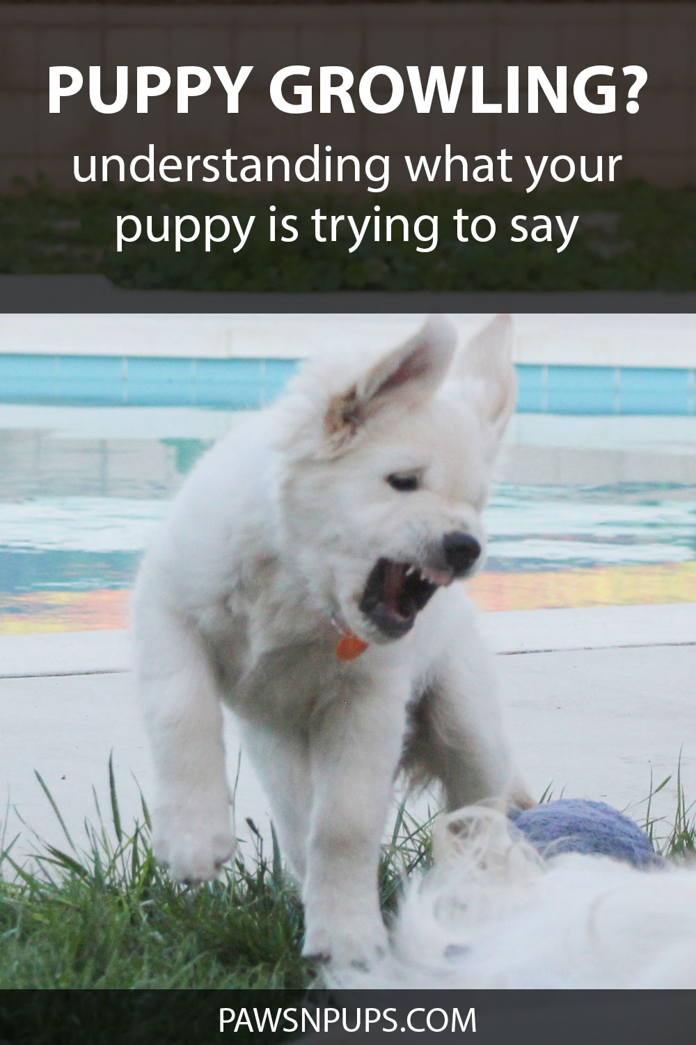 Puppy Growling? - Understanding What Your Puppy Is Trying To Say - Golden Retriever puppy jumping growling with a swimming pool in the background.