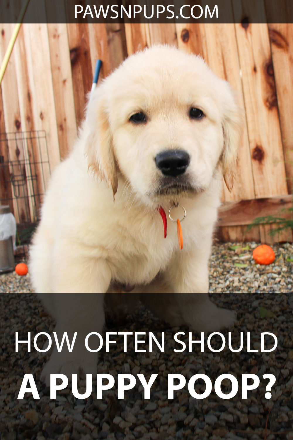 How Often Should A Puppy Poop? - Golden Retriever puppy squatting in the poop position.