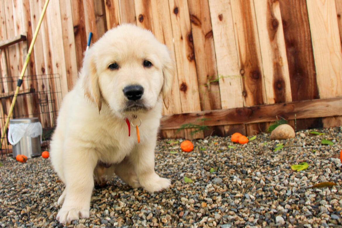 How Many Times A Day Should A Puppy Poop – What’s Normal? - Paws N Pups
