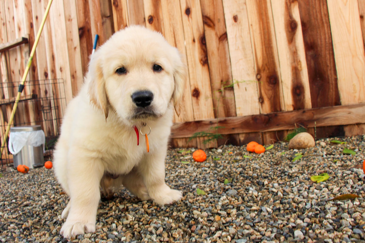 How Often Do Puppies Poop? - Golden Retriever puppy squatting in the poop position.