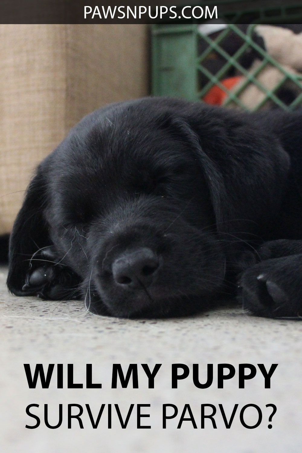Will My Puppy Survive Parvo? - Black Labrador Retriever puppy sleeping on the concrete floor.
