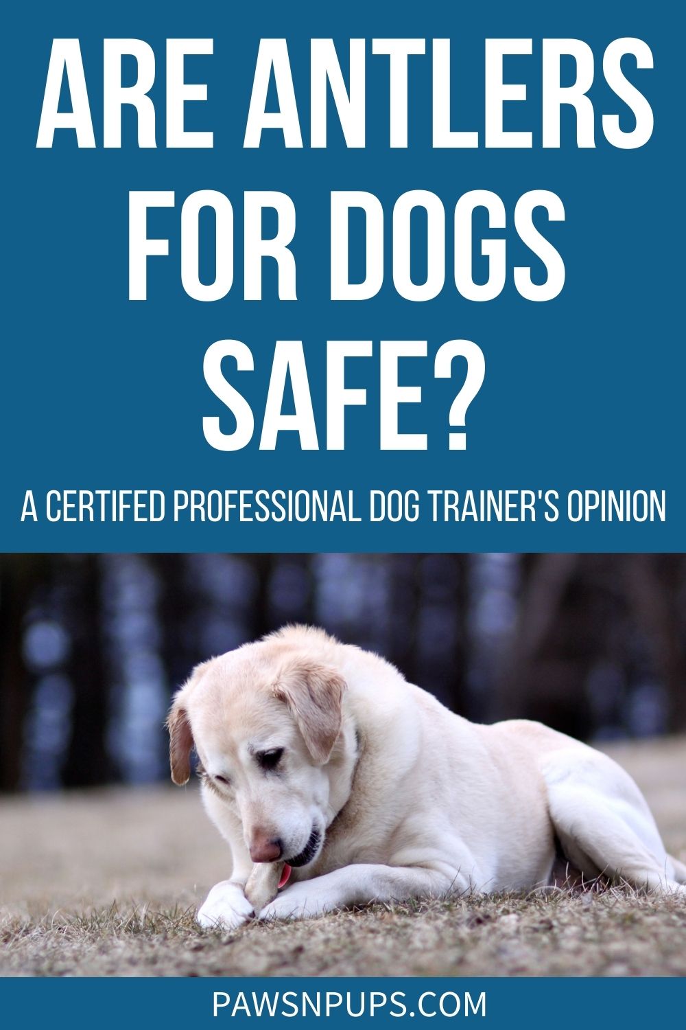 Are Antlers For Dogs Safe? - A Certified Professional Dog Trainer's Opinion - Yellow Lab chewing on antler in a field.